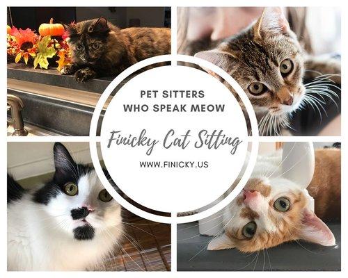 Pet Sitters who Speak Meow!