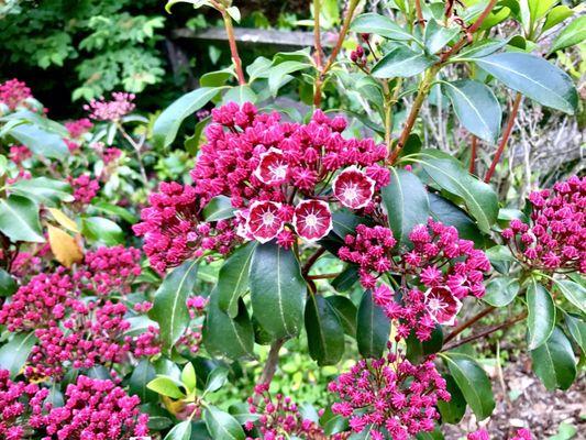 Mountain laurel