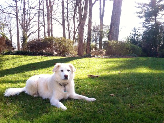 Chase just loves his invisible dog fence!