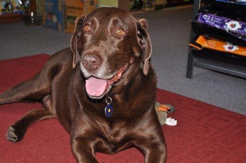 Brody - Greeter;employed since 2008.  Shop dog who loves his customers.