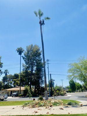 Palm Tree Trimming