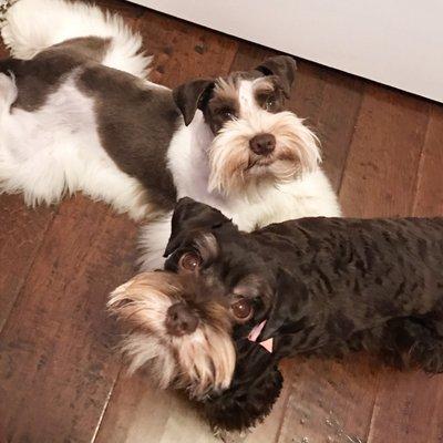 Mila and Leo are Miniature Schnauzers. This photo was taken after a fresh cut at Plush Puppy in Kalamazoo