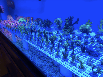 We have a wide variety of frag corals to add to your collection!