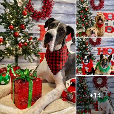 Fergus and friends in the holiday spirit