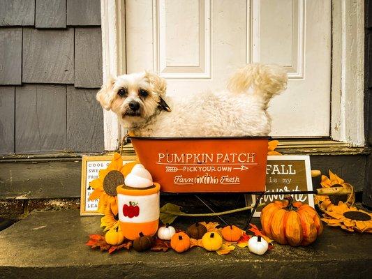 Charlie is the cutest pumpkin of all! Happy Fall!