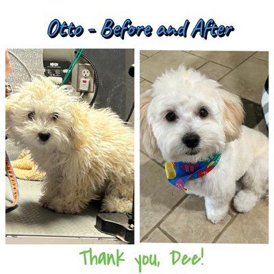 Morkie-Poo's first Grooming with Dee