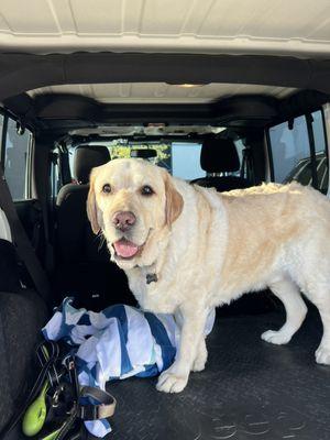 Buddy boy after his bath and deshedding service!