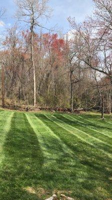 Grass at its finest, watering when rainfall is limited is a must!