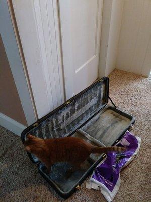 Kitty approved hard case