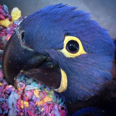 Baby Hyacinth Macaw