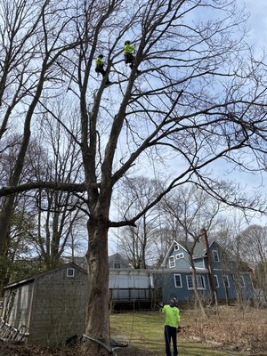 Southeast Arborist