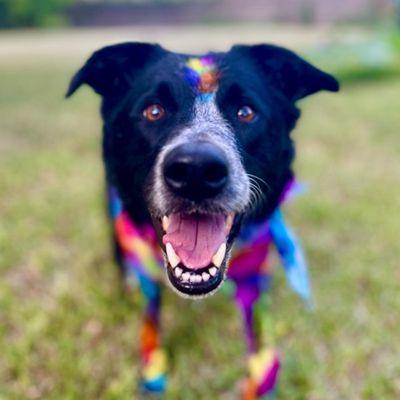 Cookie showing off his Lisa Frank inspired dye job!