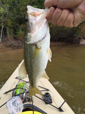 Bass caught at Oak Hollow