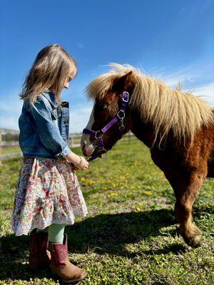 Equine Connection Center