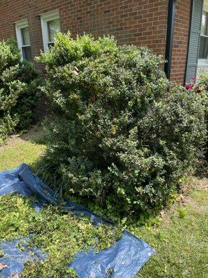 Overgrown boxwood that I'm going to take about a foot off