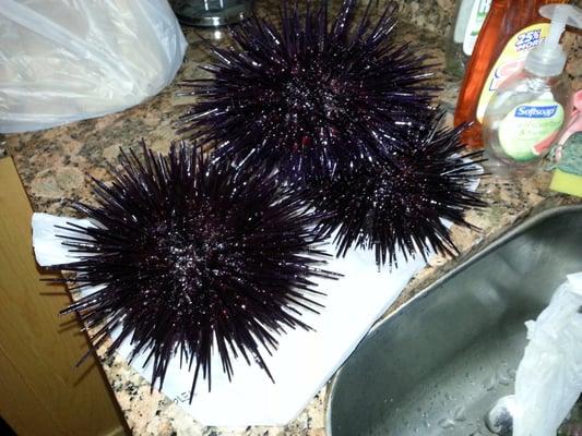 Sea urchin