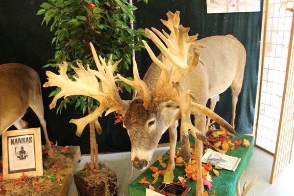 Taxidermy deer