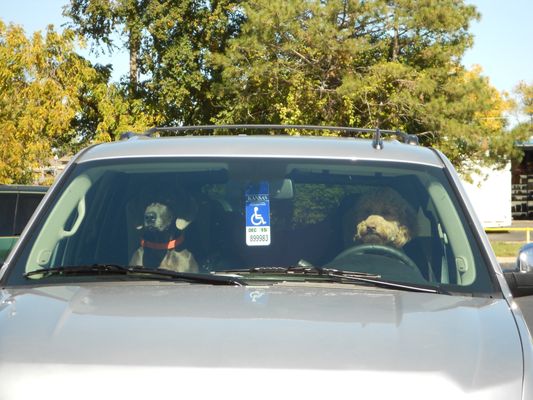 Some of our favorite patients waiting for their owner to come back out with their goodies