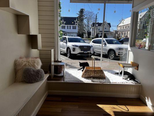 The sunny window where you can see some cats enjoying the sun as you stroll on Main Street