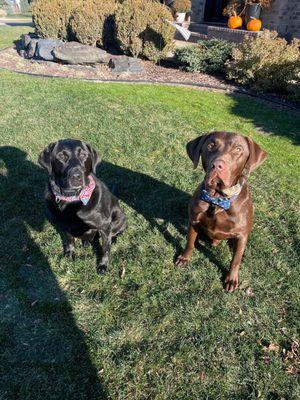 saber and mikko wearing their new collars!