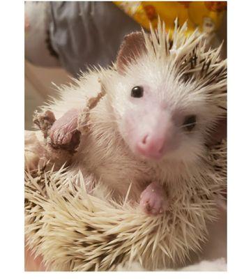 Please consider donating if you can. We've received a number of hedgehogs that have been far worse for wear lately and between vet bills.