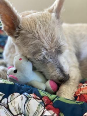 Charlie brought his new hippo dolly to bed with him