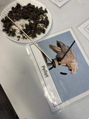 Owl pellet station - could dissect your own or look through an opened one