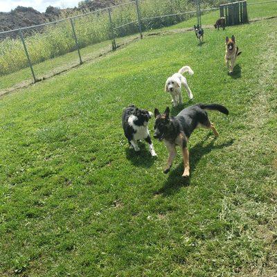 Daycare pup's playing in Carroll Ohio