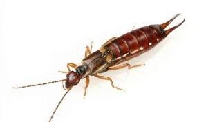 earwig