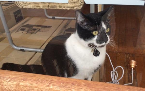 LOUISE protects the shop and her home territory - please debrief your dog about being polite to her before visiting (photo d.purcell)