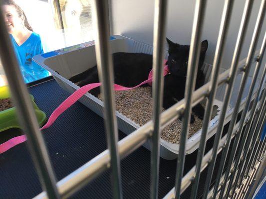 Four of the cutest black kittens at the Contra Costa Animal Shelter Martinez mobile booth (Jo, Amy, Beth and Meg)