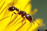 Pavement Ant - Worker on Dandelion by Joseph Berger: Bugwood.org