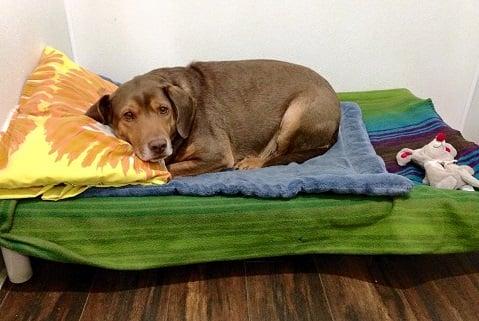 A guest enjoying his raised ergonomic bed and ready for a nap.