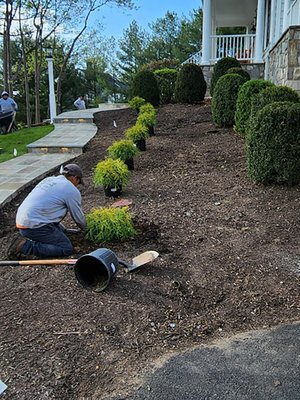 Planting