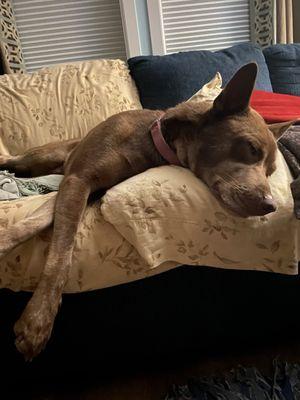 This is my "Foster" dog Rex enjoying his corner of the couch made just for him