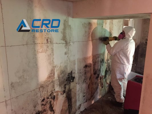 Marlton Mold Remediation