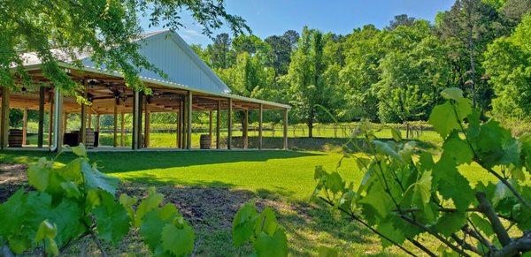 The Vines of Lexington