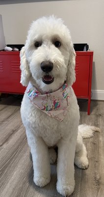 Lola the Goldendoodle