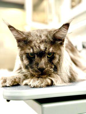 Maine Coon