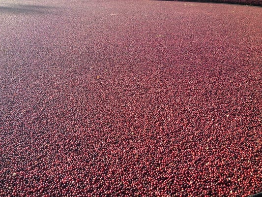 Cranberries