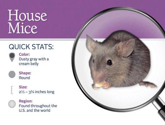 Learn More about House Mice...Call Us Today For a Free Inspection!