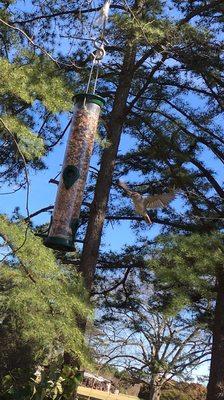 Bird watching from the hammock and happened to capture this