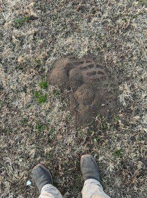 Gophers are attacking!