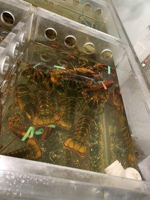 Live lobsters.