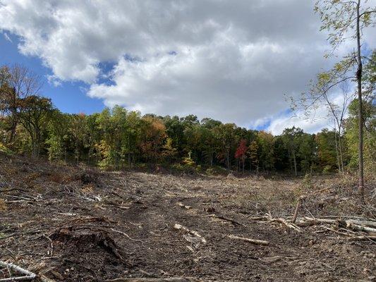 Clearcut area.