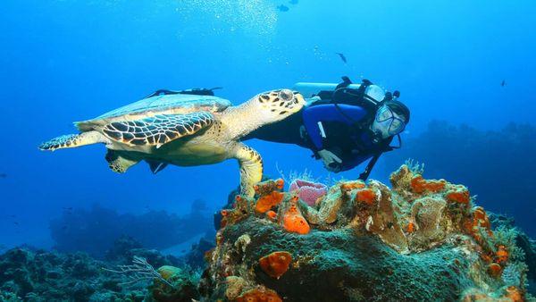 Diving deep in Hawaii's waters, amidst vibrant corals, a graceful green sea turtle becomes a companion in oceanic wonder. #unclerobstours