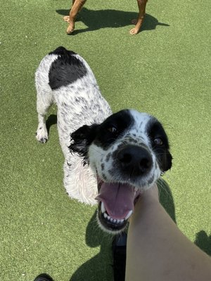 Stella in play yard