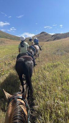 Horses on trail