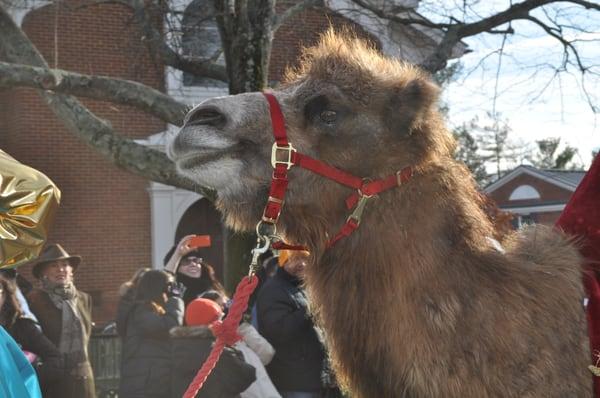 A camel, marching in the 2013 parade.