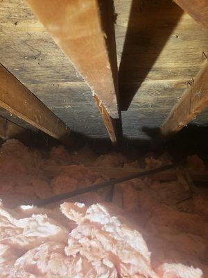 Mold in the attic near insulation